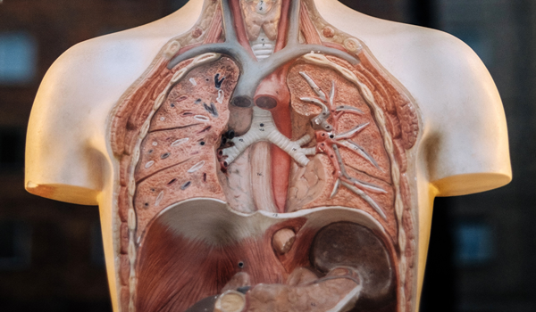 a model of lungs